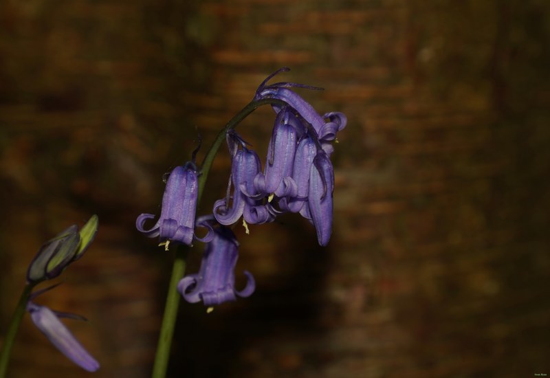 2026-04 - Ockenburgh Birds-bugs-n-bluebells - SA702110.cropped