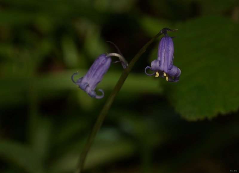2026-04 - Ockenburgh Birds-bugs-n-bluebells - SA702111.cropped