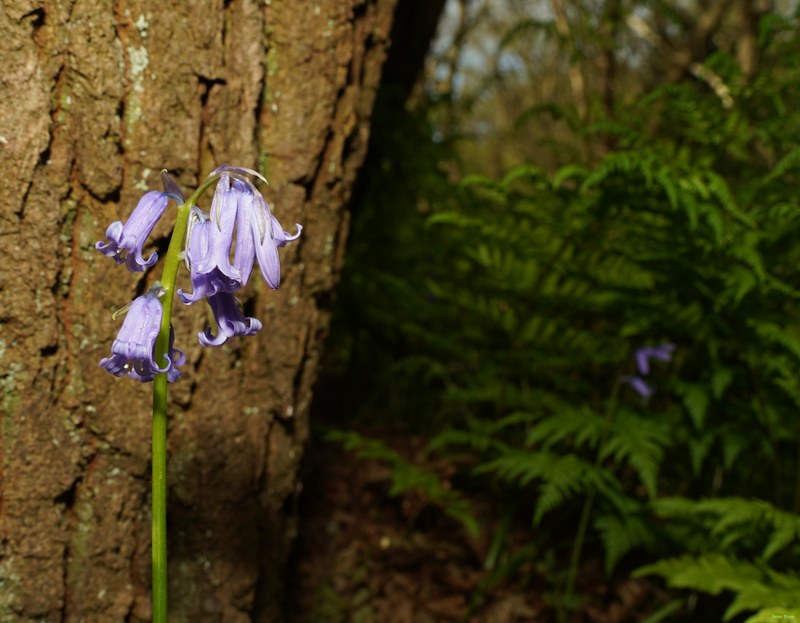 2026-04 - Ockenburgh Birds-bugs-n-bluebells - SA702121.editted
