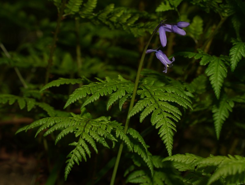 2026-04 - Ockenburgh Birds-bugs-n-bluebells - SA702126.cropped