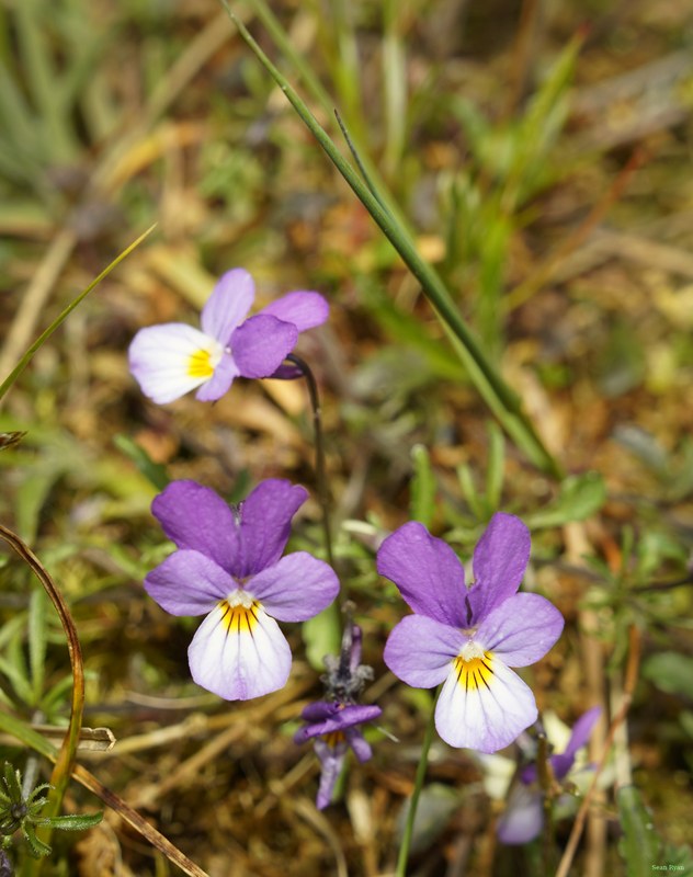 2026-04 - Ockenburgh Birds-bugs-n-bluebells - SA702155.crop..center-right.cropped