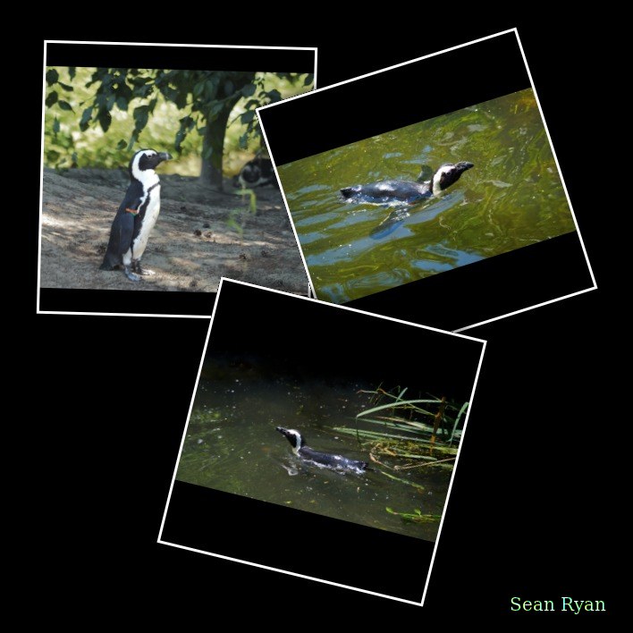 Beekse Bergen - African Penguins