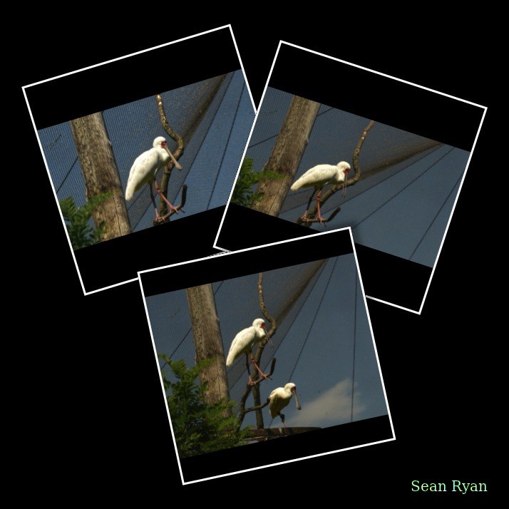 Beekse Bergen - African Spoonbills