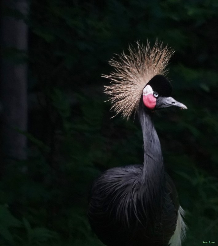 Beekse Bergen - Black Crowned Crane - SA708229.ok.editted