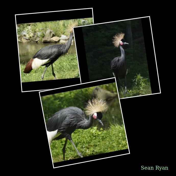 Beekse Bergen - Black Crowned Crane