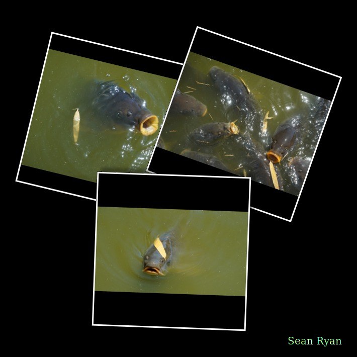Beekse Bergen - Catfish
