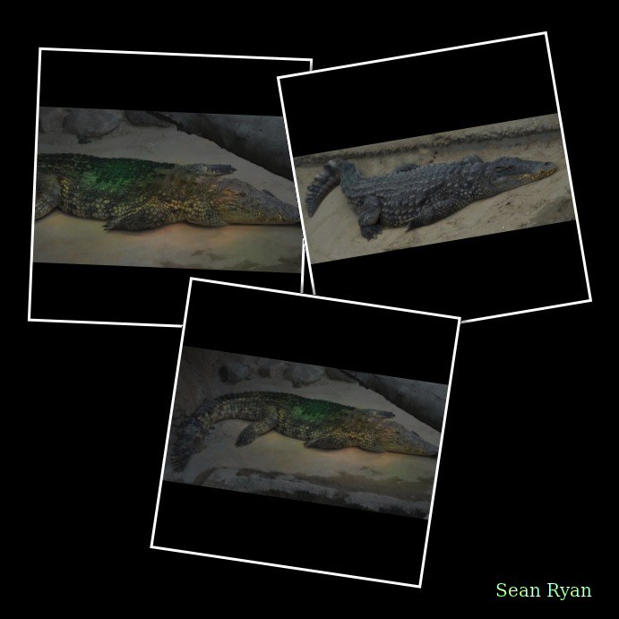 Beekse Bergen - Crocodiles