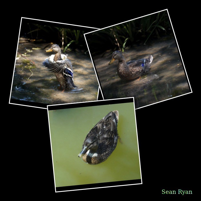 Beekse Bergen - Ducks