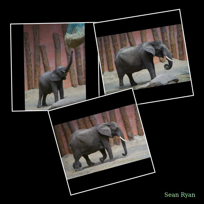 Beekse Bergen - Elephants