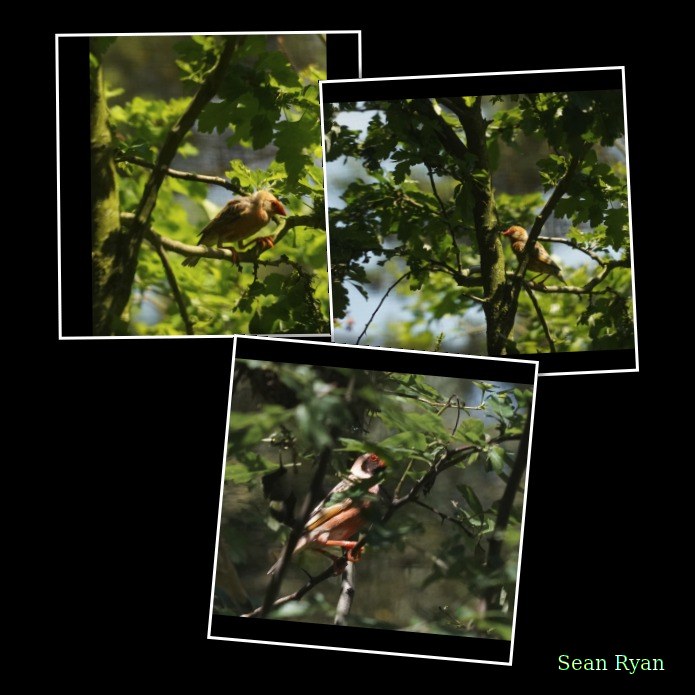 Beekse Bergen - Finches