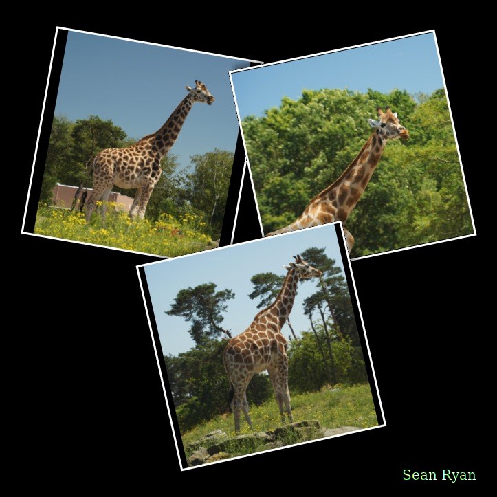 Beekse Bergen - Giraffe