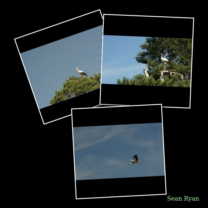 Beekse Bergen - Storks