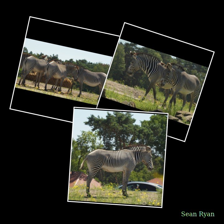 Beekse Bergen - Zebra