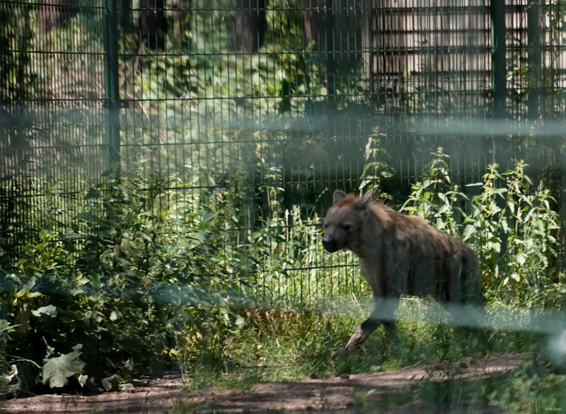 Beekse Bergen Hyena
