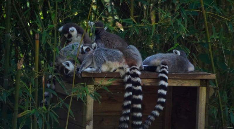 Beekse Bergen Lemur