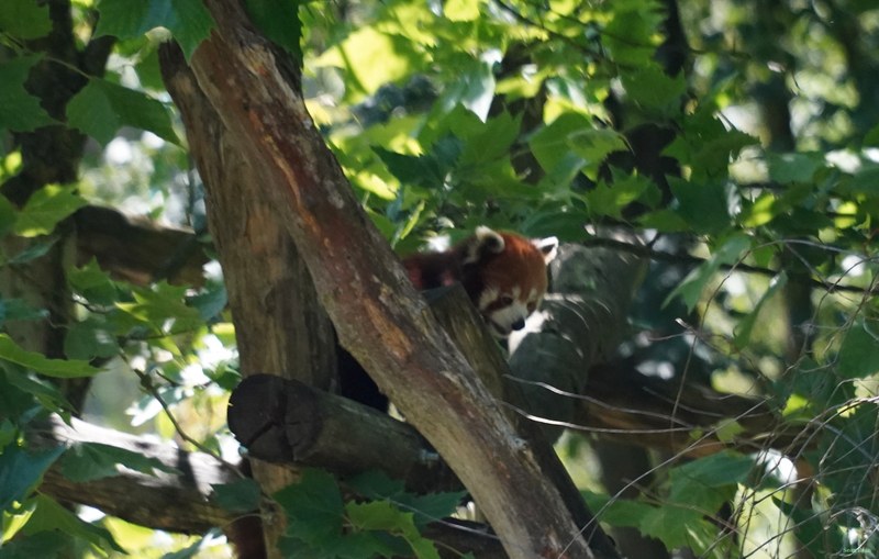 Beekse Bergen Red Panda