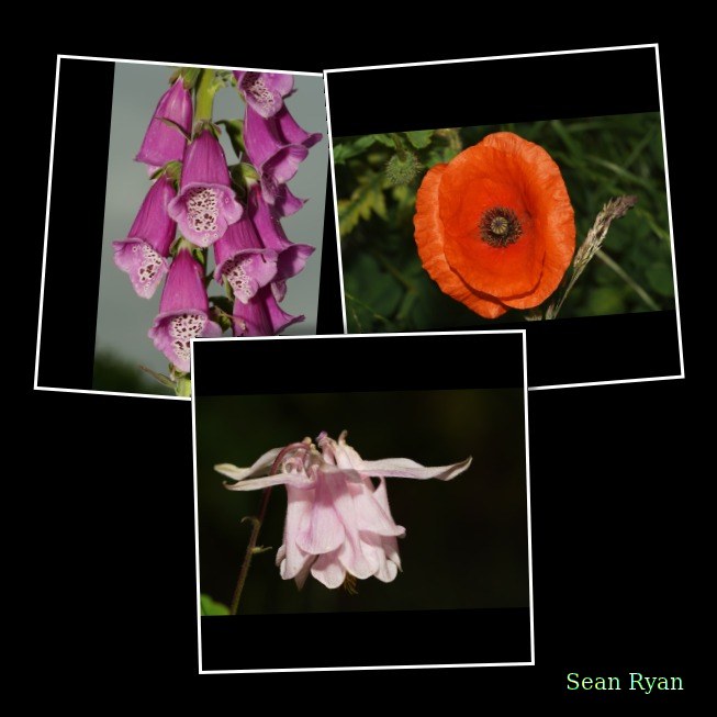 2026-06 - Texel Bugs Flowers And Skies