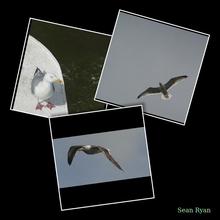 2026-06 - Texel Gulls In Flight