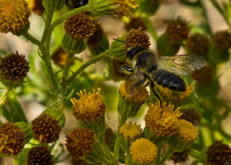 Bees - SA708824.editted