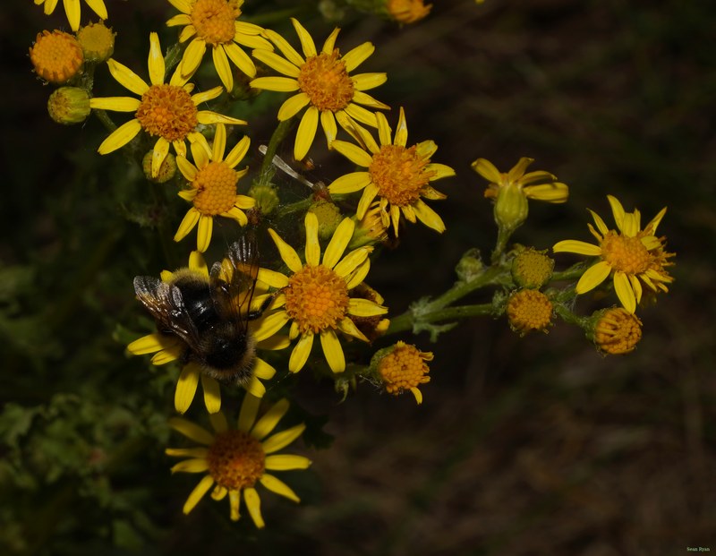 Bees - SA708867.crop.cropped