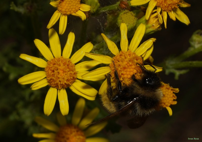 Bees - SA708868.good.crop.cropped