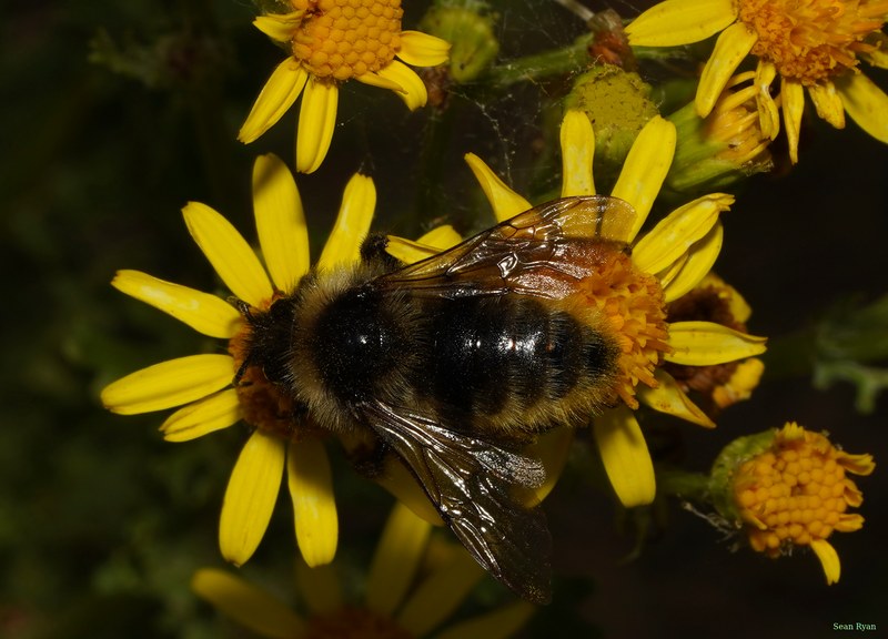 Bees - SA708869.ok.cropped