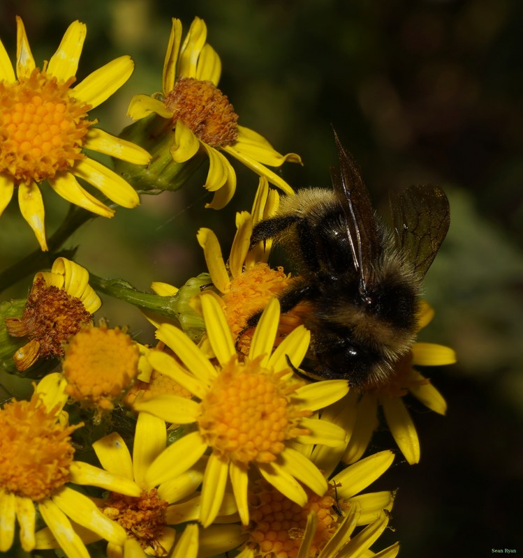 Bees - SA708875.ok.cropped