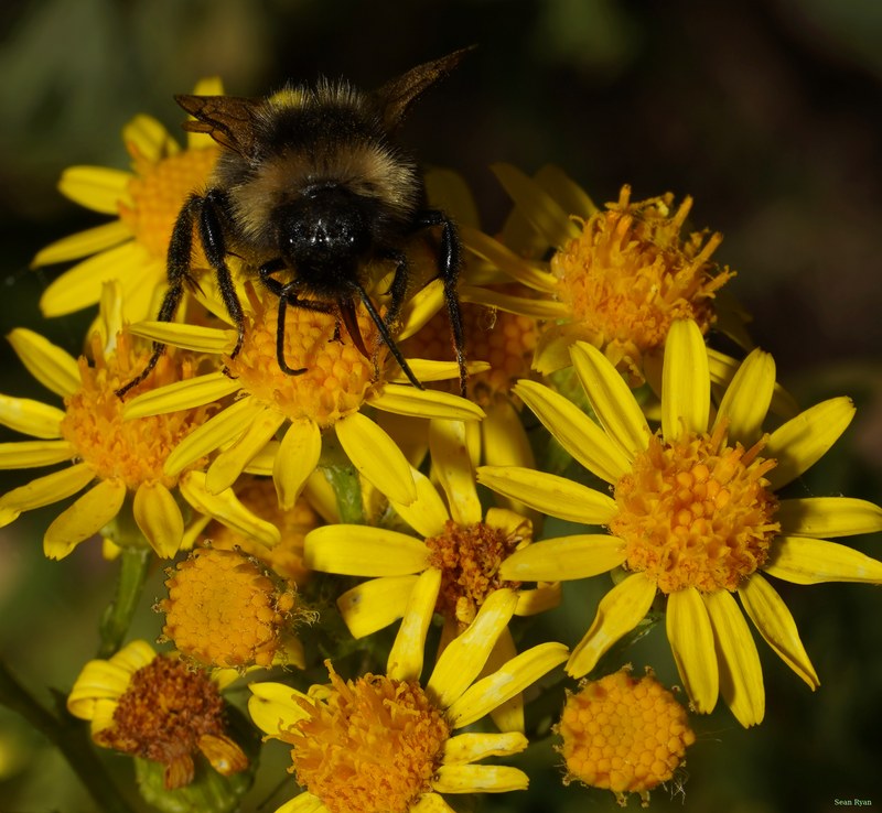 Bees - SA708876.ok.cropped.2
