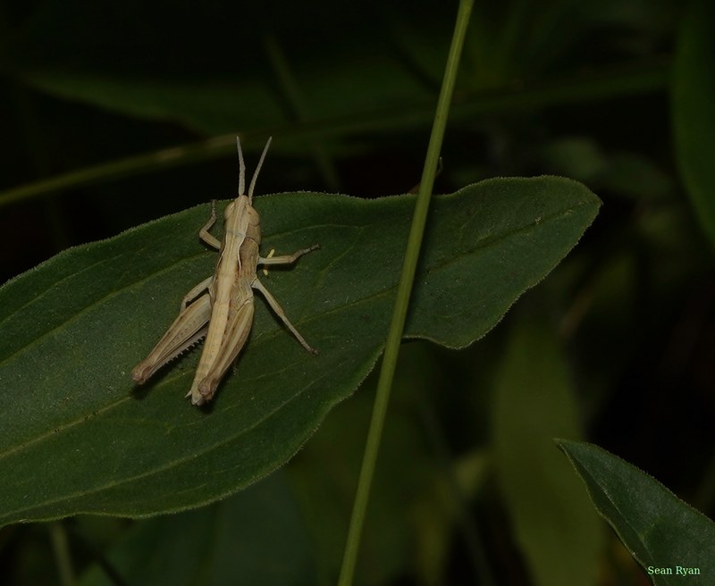 Bugs - SA708903.ok.cropped