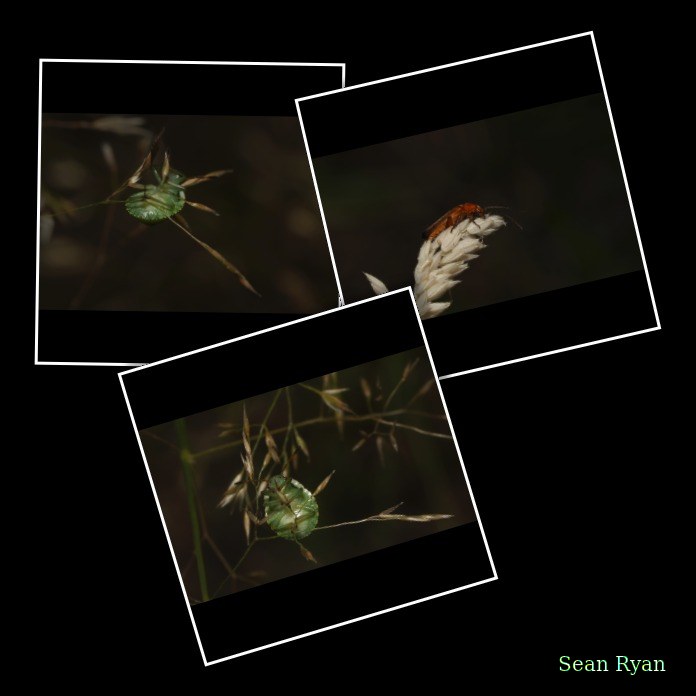 Bugs