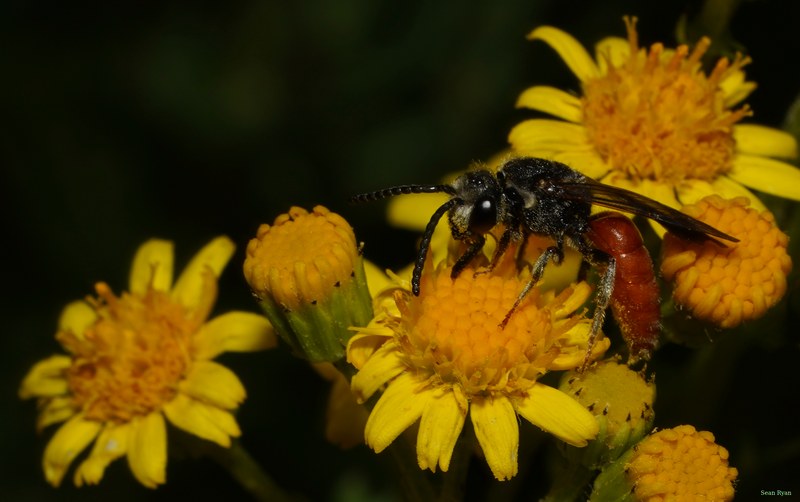 2026-07 - Meijendel Bugs Hornets Wasps Butterflies And Bees - SA708897.good.cropped