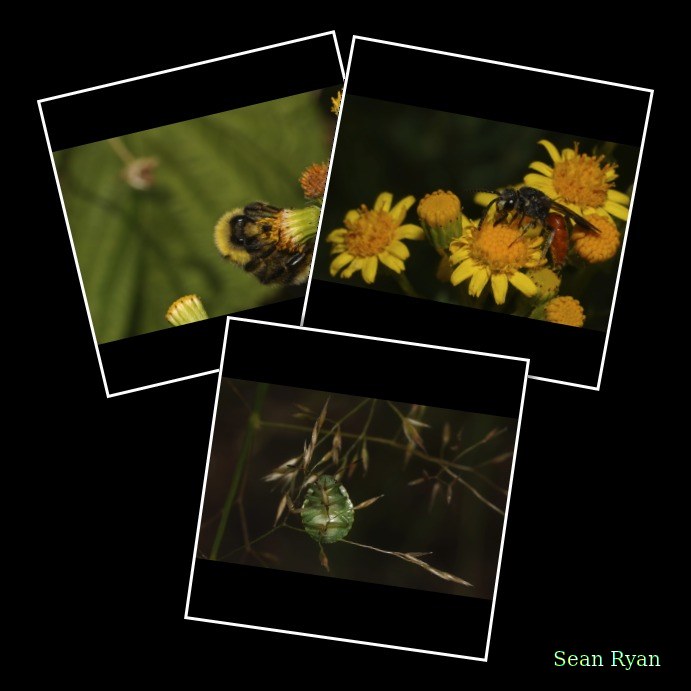 2026-07 - Meijendel Bugs Hornets Wasps Butterflies And Bees