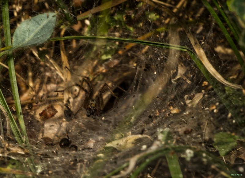 Spiders - SA708945.editted