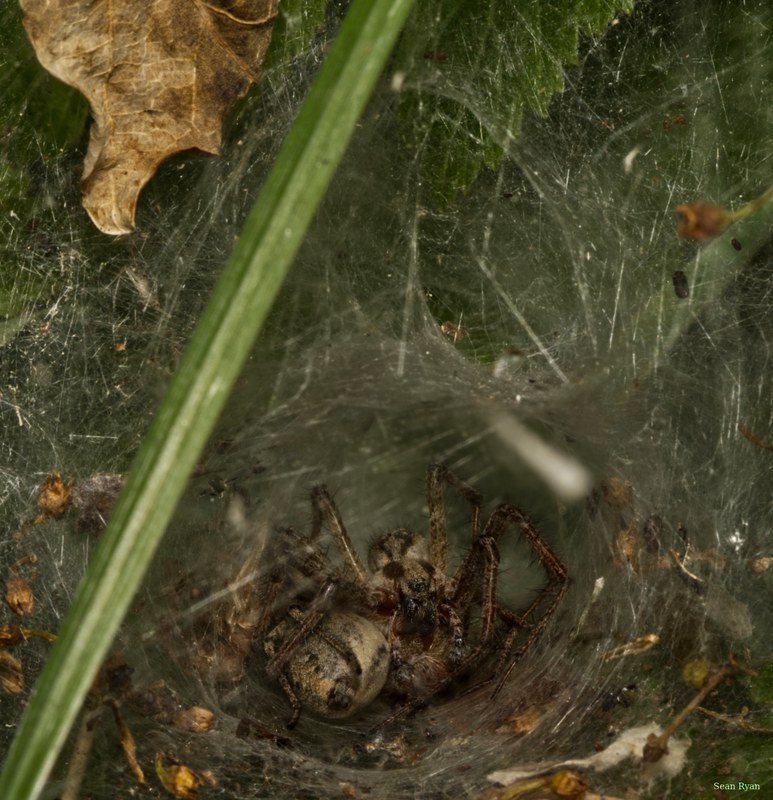 Spiders - cover.SA708908.editted