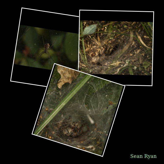 Spiders
