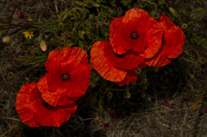 Wild Flowers - SA708852.editted