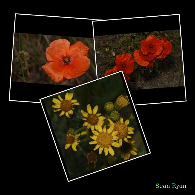 Wild Flowers