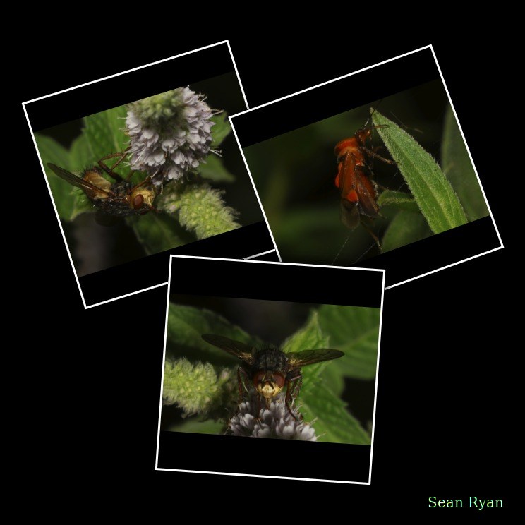 Bugs - Every Day Photos