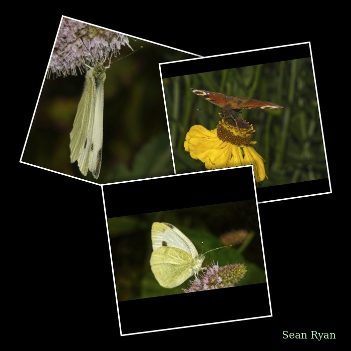Butterflies - Every Day Photos