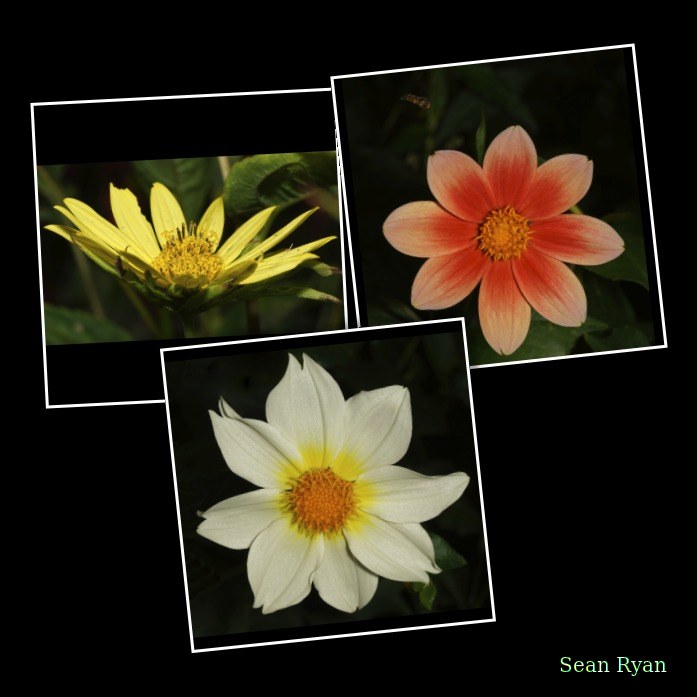 Flowers - Every Day Photos