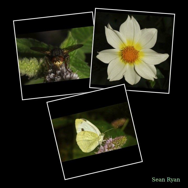 2026-08 - Bugs And Bees At Apiary Near Clingandael - The Hague