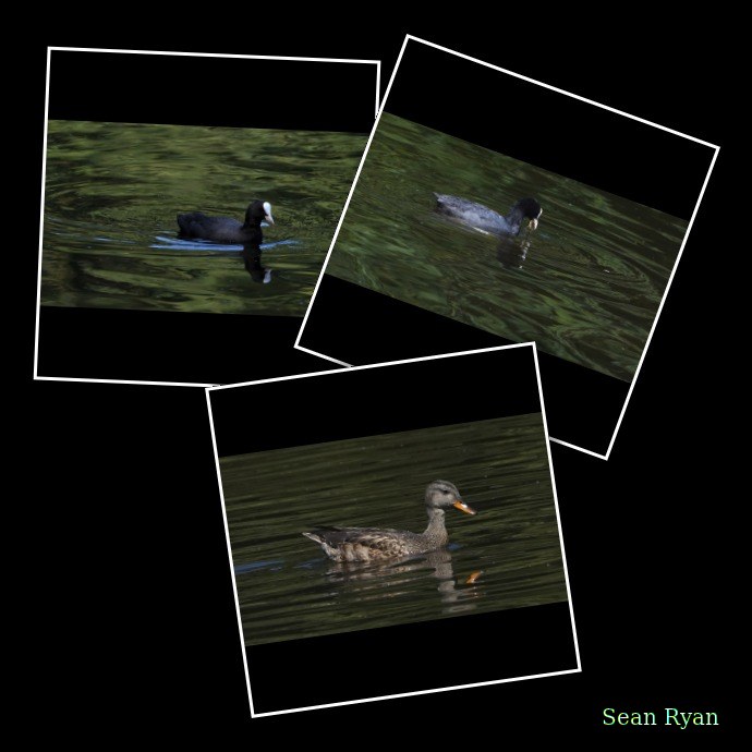 Birds In Scheveningse Bos - Every Day Photos
