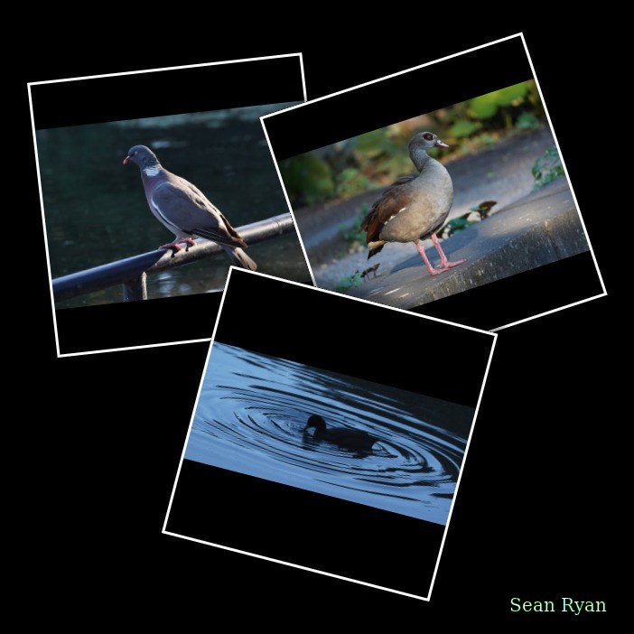 Birds In The Park - Every Day Photos