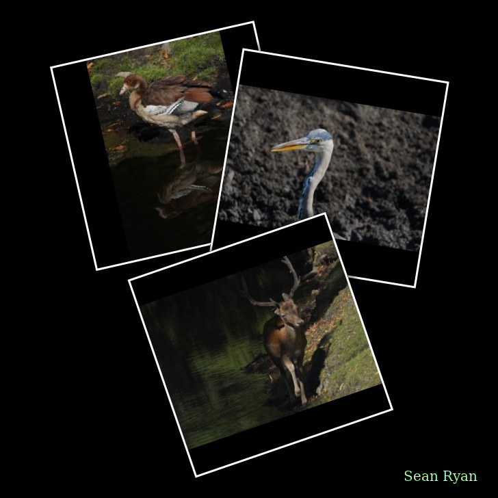 Deer And Birds In Central Den Haag - Every Day Photos