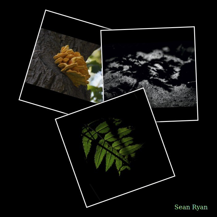 Tree Leaves In Shadow - Every Day Photos