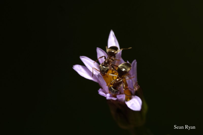 Ants Up Close