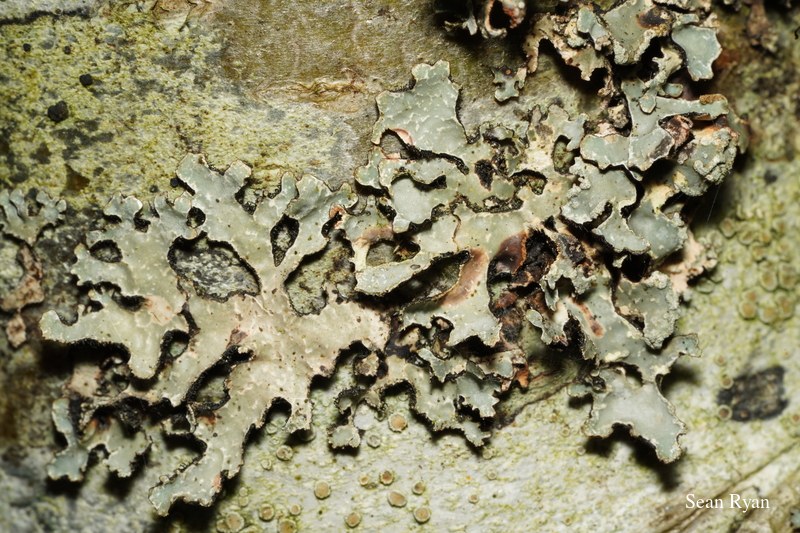 Funghi And Lichen In Macro
