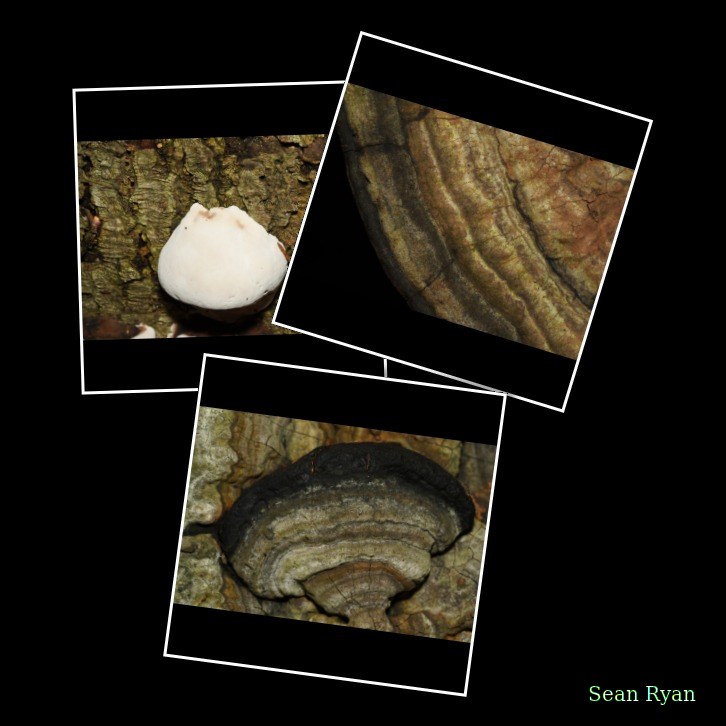 Funghi And Lichen In Macro