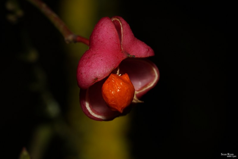 Macro Plants - Fruits And Flowers