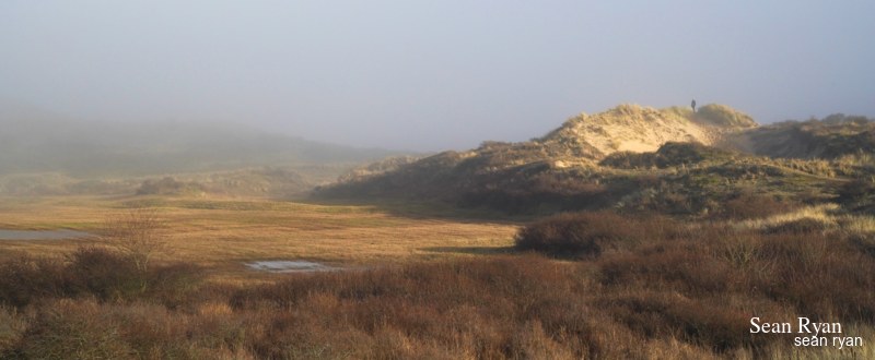 Meijendel Dunes And Forests In Fog
